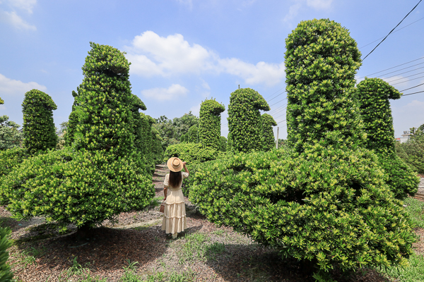 彰化田尾巨大鵝群造型羅漢松園，育盛種苗園可愛的像童話世界