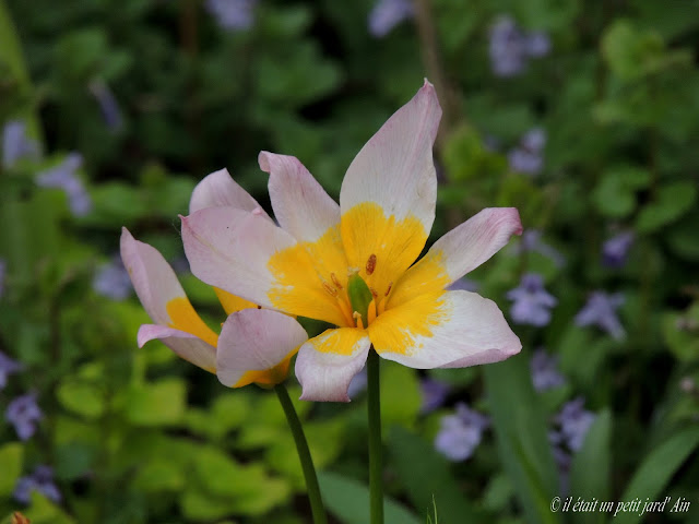 tulipe rose coeur jaune