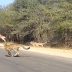 Impala cheetah video: 'Amazing' footage of impala jumping in SUV goes viral thumbnail