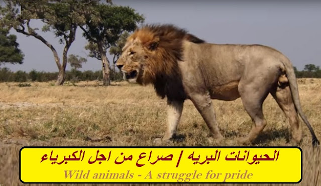 الحيوانات البريه | صراع من اجل الكبرياء Wild animals | A struggle for pride