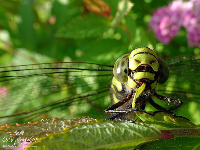 Green Dragonfly Biting Leaf