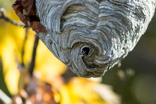 Ninhos de vespas, semelhantes ao papel fabricado pelo homem a partir de árvores, podem ser coletados e repolpados e usados ​​para criar folhas de papel ou em projetos que envolvam papel machê. (Foto de Corey Holms via Flickr , CC BY-NC-ND 2.0 )