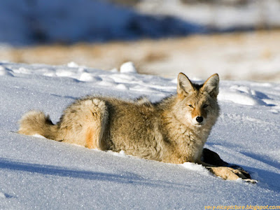 Wolves: Guardians of the Wilderness, Captured in Pictures 1