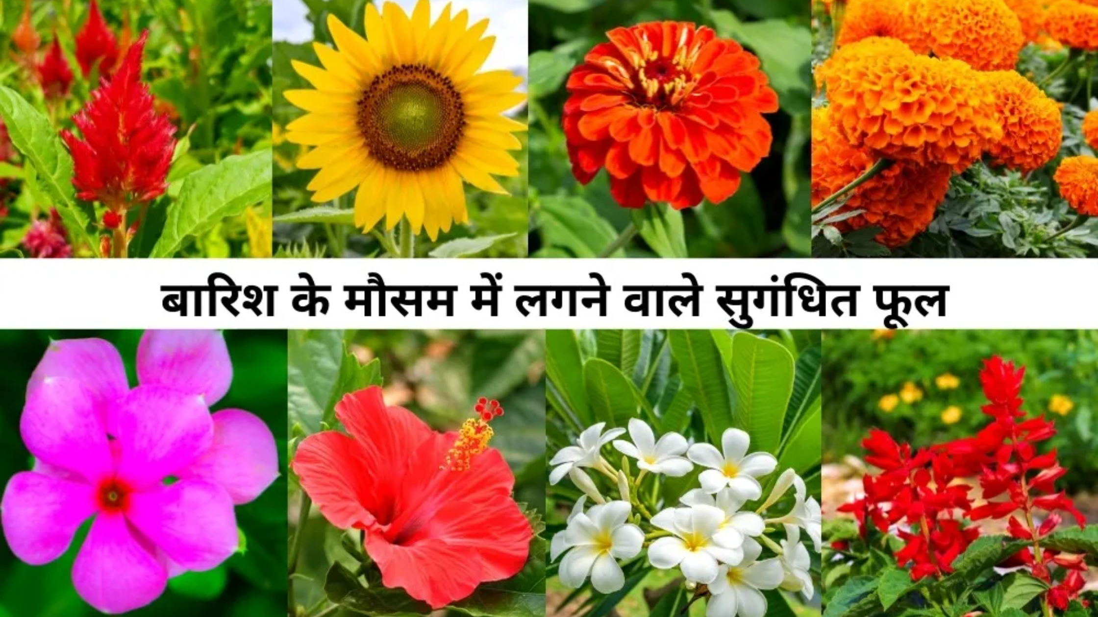 बारिश में इन पौधों को लगाकर घर और बगीचे को बनाएं सुंदर और खुशबूदार | Top 5 Rainy Season Flowers
