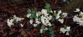 Photo by Sheila Webber of spring blossom February 2024