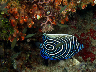 ikan hias indah : Juvenile Emporer Angel Fish