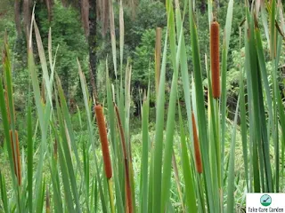 Taboa Typha Domingensis: Characteristics and Uses