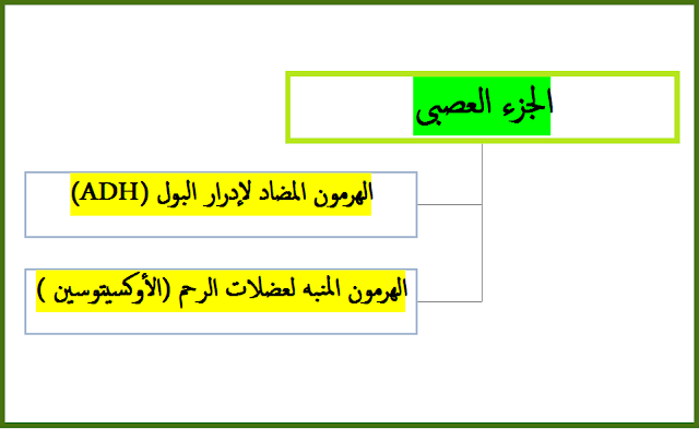 هرمونات الجزء العصبى الغدة النخامية 