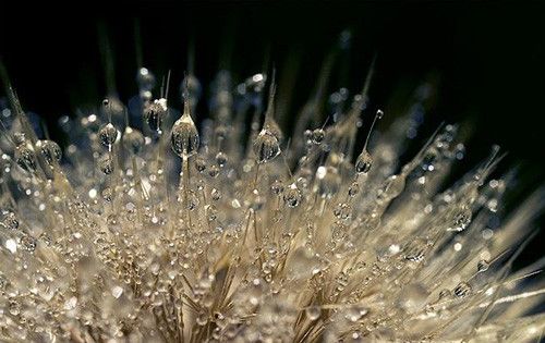 Pearl in 50 Howling Examples of Dew Photography