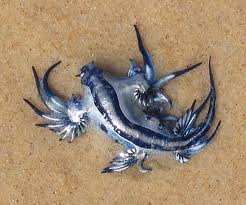 TheJungleStore.com Blog | Blue Sea Slug