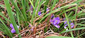 Iris unguicularis. Photographed by Susan from Loire Valley Time Travel. https://tourtheloire.com