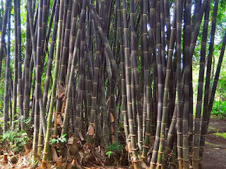  Jenis  jenis  Bambu  yang  Patut Anda Tahu Arafuru
