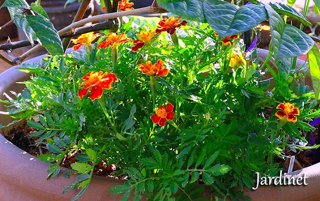 Tagetes. Repelente, nematicida, comestível e extremamente ornamental