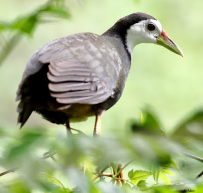 White-breasted Waterhen