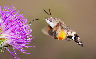 فراشة الصقر الطنانة hummingbird hawk moth