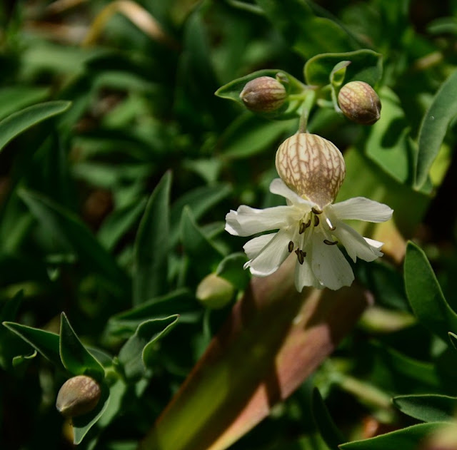 Silene uniflora, Silene maritima,  Sea Campion, cohanmagazine.blogspot.com