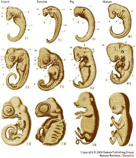 embryo notes