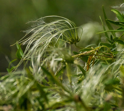 White Clematis (Clematis pubescens)