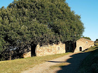 L'alzina monumental de Ca l'Agustí