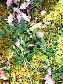 Green-winged Orchid Anacamptis morio leaf rosettes, February, Vienne. France. Photographed by Susan Walter. Tour the Loire Valley with a classic car and a private guide.