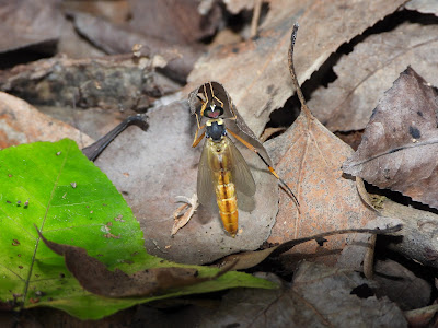 Unknown Diptera on Yuelu Mountain