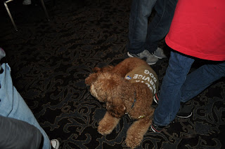 Picture of Dakota, a red very fluffy labradoodle, he has his Diabetic Dog jacket on, he is laying down at Ben's feet facing away from me