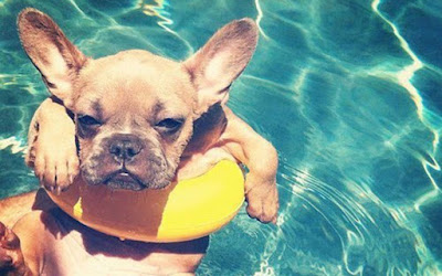 Tips for Keeping Your Dog Cool