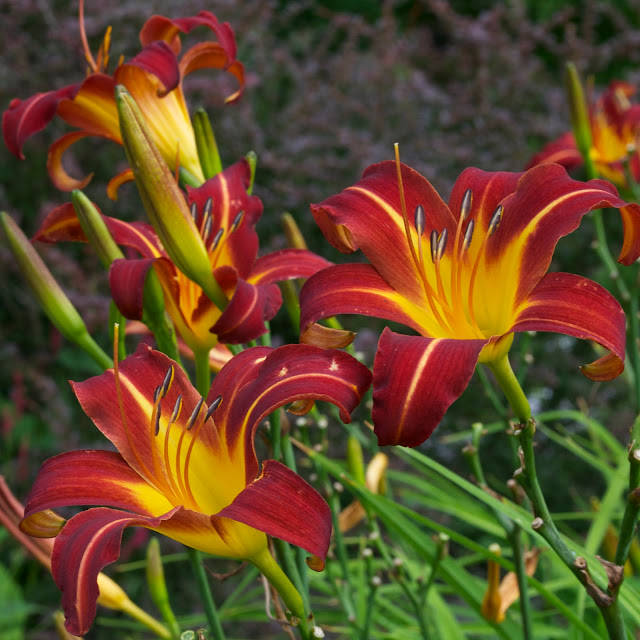Autumn Red Daylily3