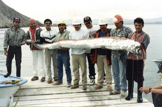 Misteri Oarfish, Ikan Purba Yang Erotis [ www.BlogApaAja.com ]