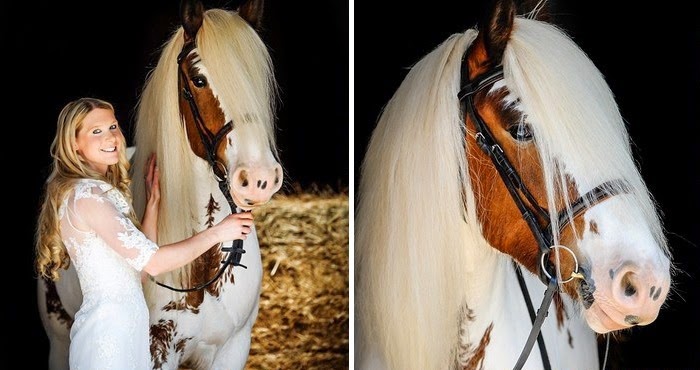 Kuda ini Bagaikan Kuda Istana Kerajaan, Bagaimana Kisahnya?