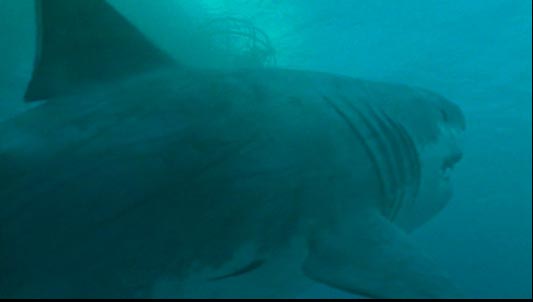 FexciAciMan.com: Megalodon si hiu raksasa jaman purba