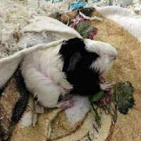 Newborn baby guinea pig Panda, who is a black and white abyssinian