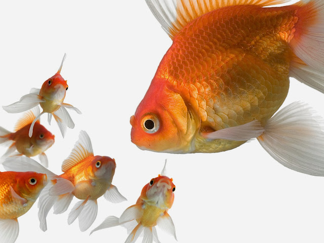 3D Amazing Gold Fish HD Wallpaper Free