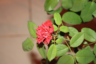 Bunga Rose.