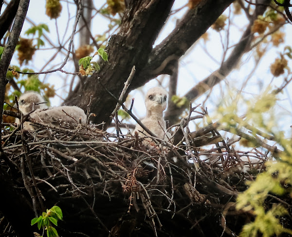 Tompkins Square red-tailed hawk nestling.