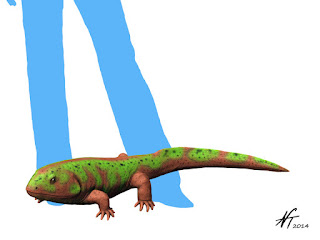 carboniferous amphibia
