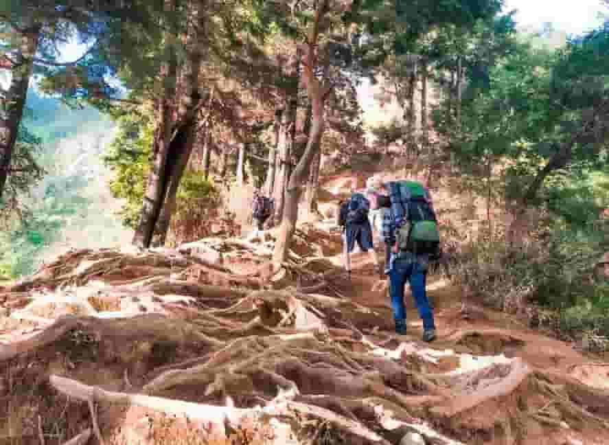 Jalur akar gunung Prau