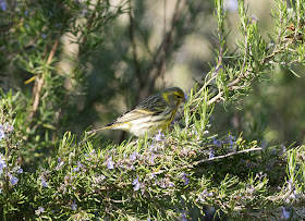 Serin - S’Albufera Natural Park, Mallorca