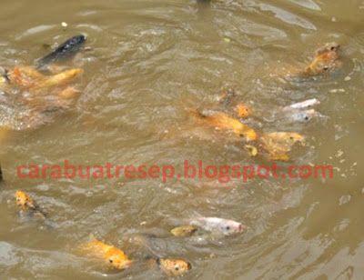 CARA MEMBUAT UMPAN IKAN  MAS  JITU JUARA LOMBA MANCING 