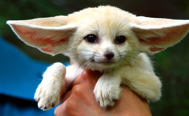 Cute Fennec fox photo