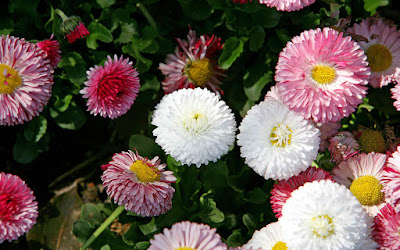 HD FLOWERS IMAGES COLLECTIONS  06