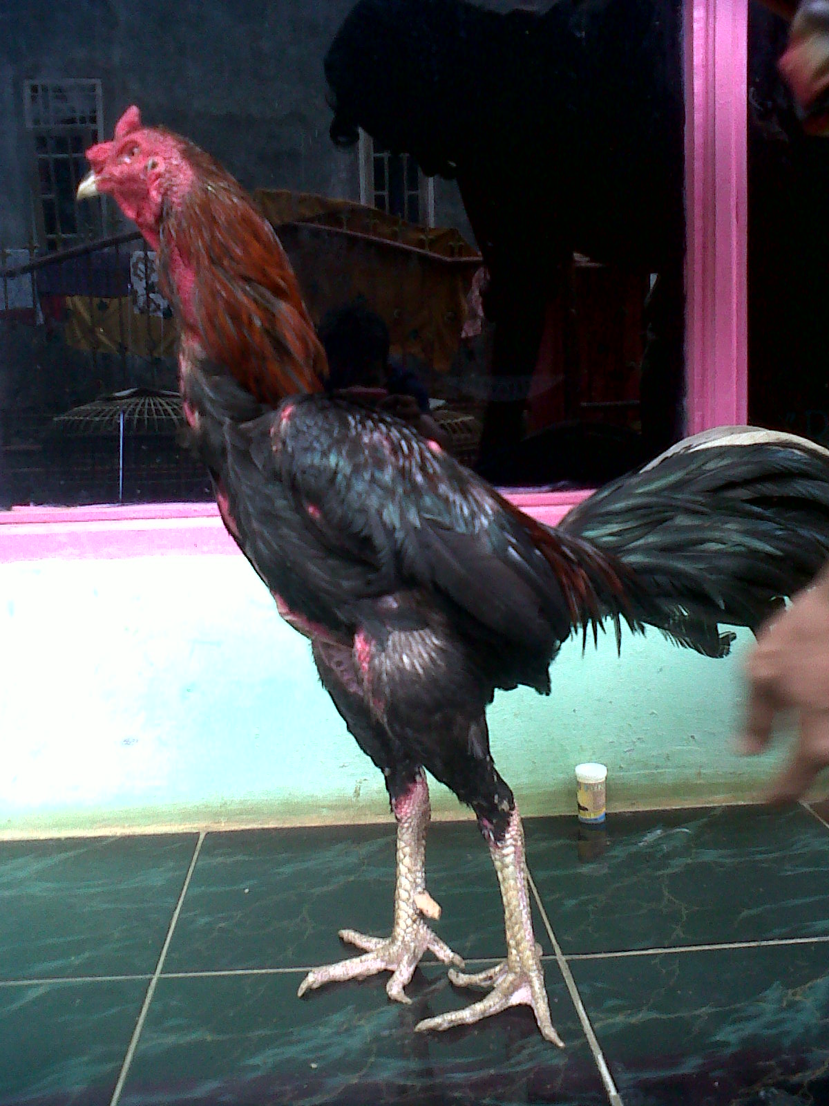 Si Baret Koleksi Ayam Bangkok siap Tarung 