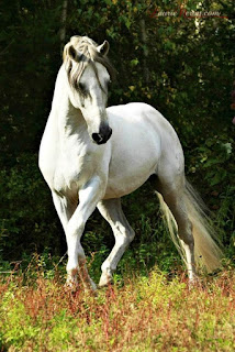 hình ảnh con ngựa bạch mã