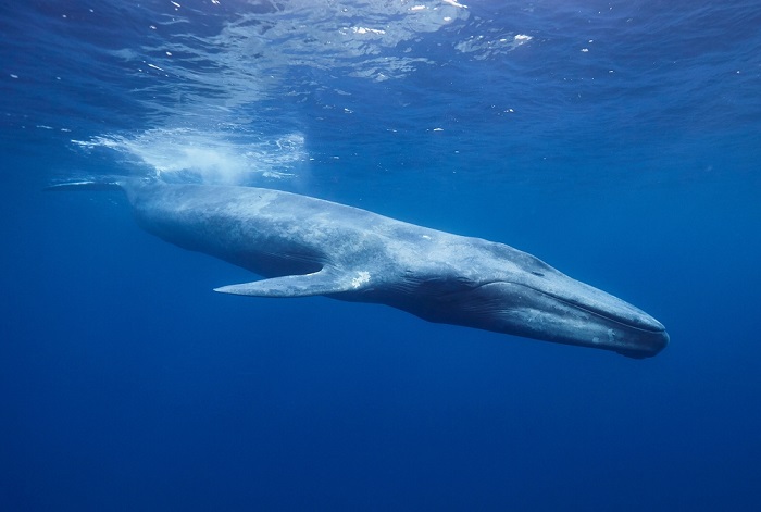 Killer Whales Have Evolved Into Fearless Apex of the Ocean