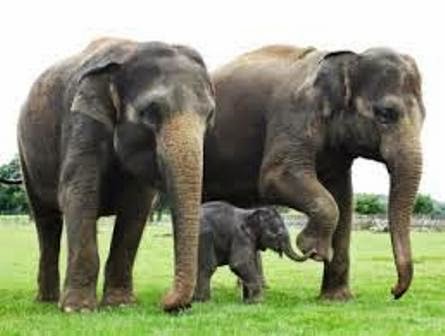 Keunikan Perilaku Binatang  Gajah  Ragam Dunia Hewan 