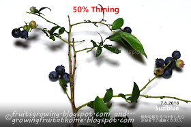 ブルーベリーの収穫 50%摘果 Blueberry crops 50% thining berries