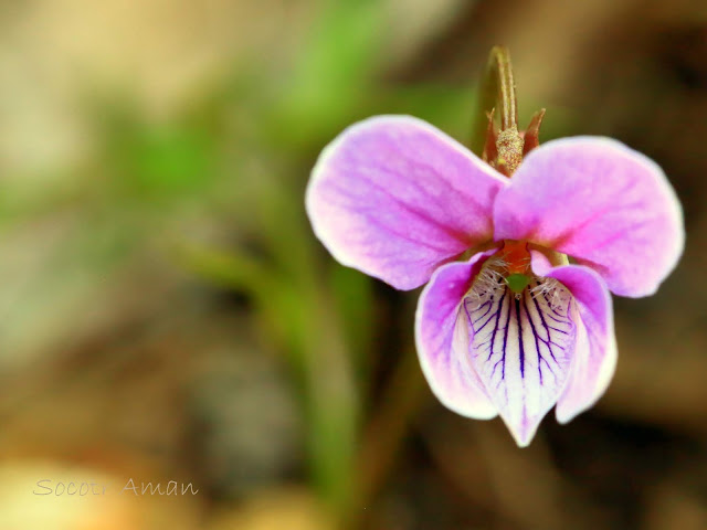 Viola eizanensis