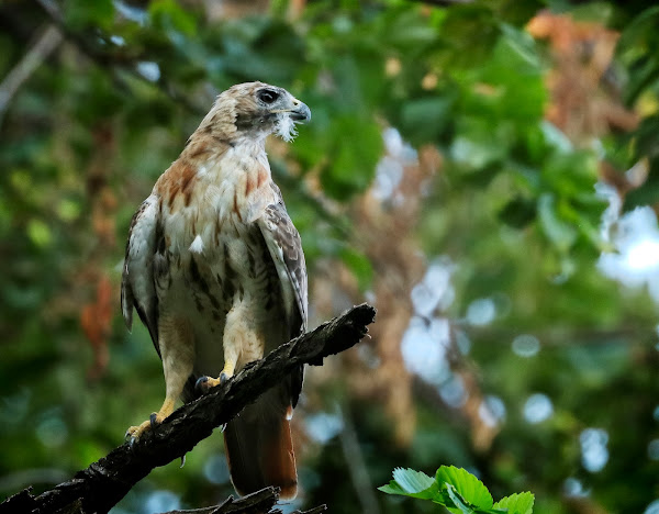 Christo molting.