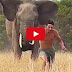 Wild Elephant follows a boy in Jungle