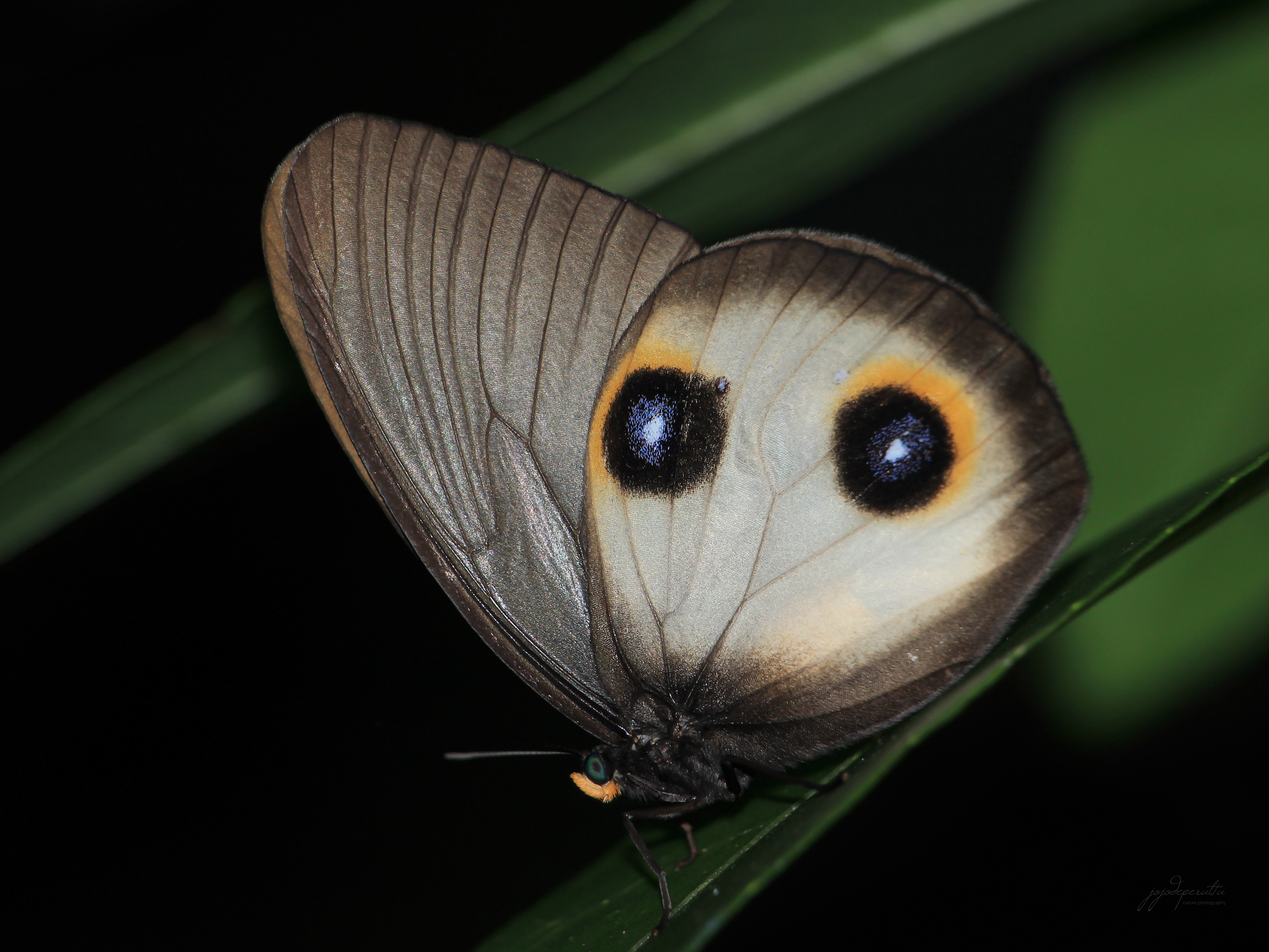 Silky Owl butterfly Taenaris horsfieldii plateni photo by Jojo De Peralta in Palawan